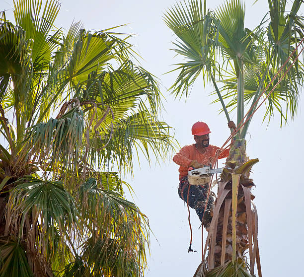 Trusted Rio Vista, TX Tree Care Services Experts